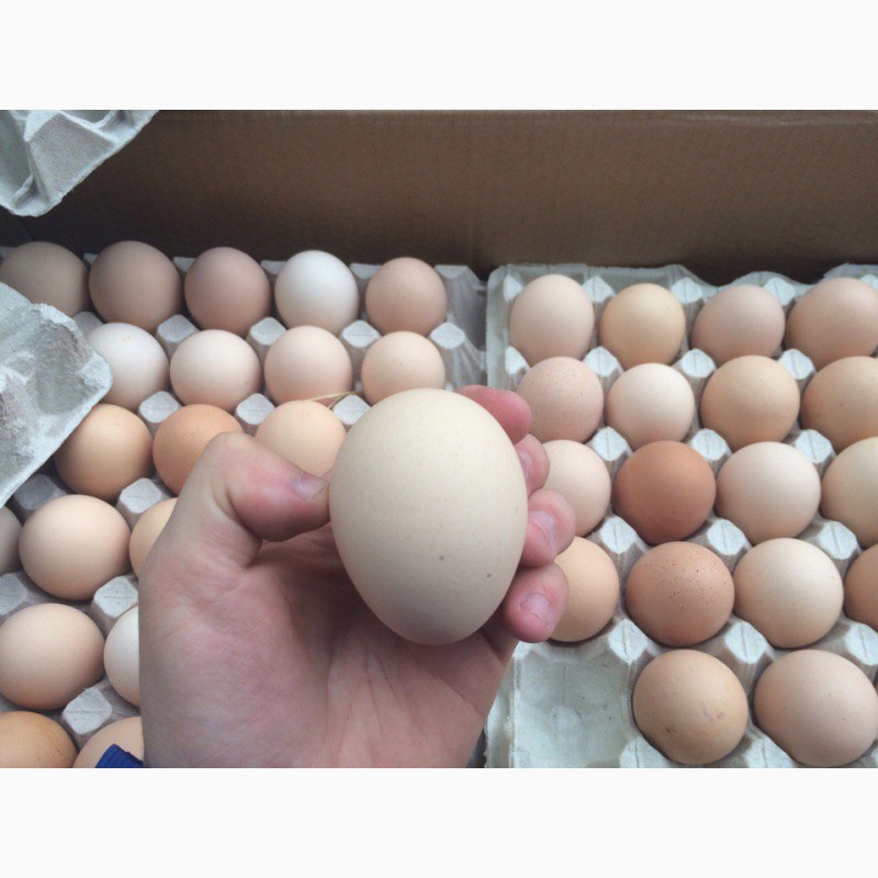 Продаю Яйцо инкубацеоное