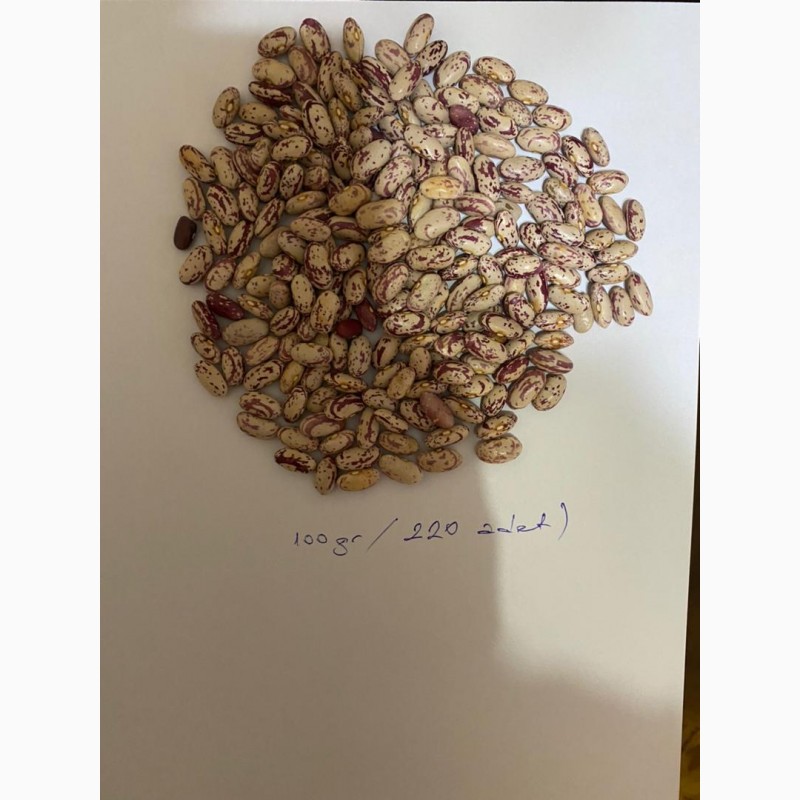 Фото 2. Продам фасоль, чечевицу и нут от производителя с Такжикистана