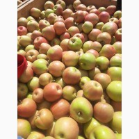 Продаю польские яблоки высшего сорта
