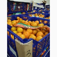 Продам мандарины от поставщика с 20 тонн