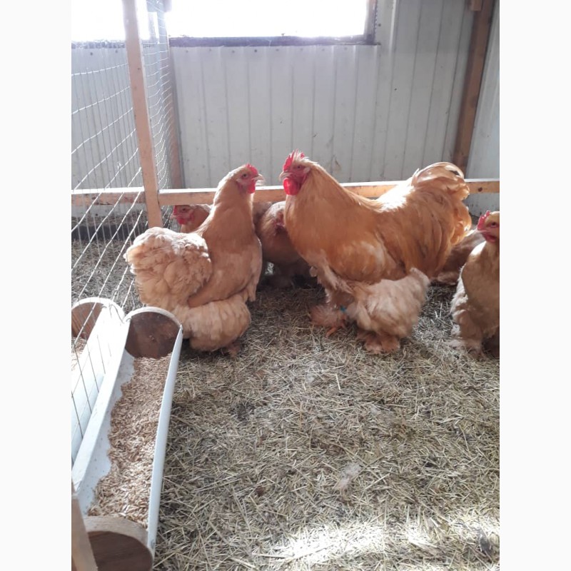 Фото 3. Продам цыплят брама, кохинхин, орпенгтон