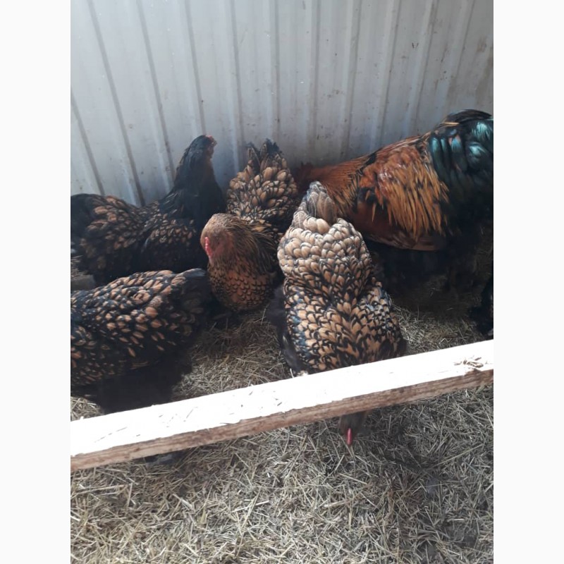 Фото 4. Продам цыплят брама, кохинхин, орпенгтон