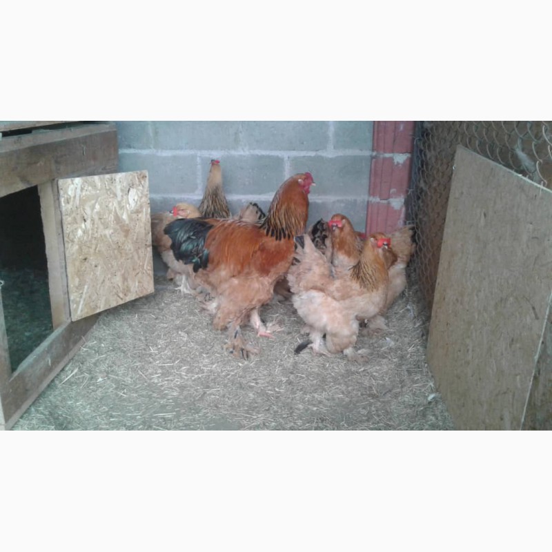 Фото 5. Продам цыплят брама, кохинхин, орпенгтон