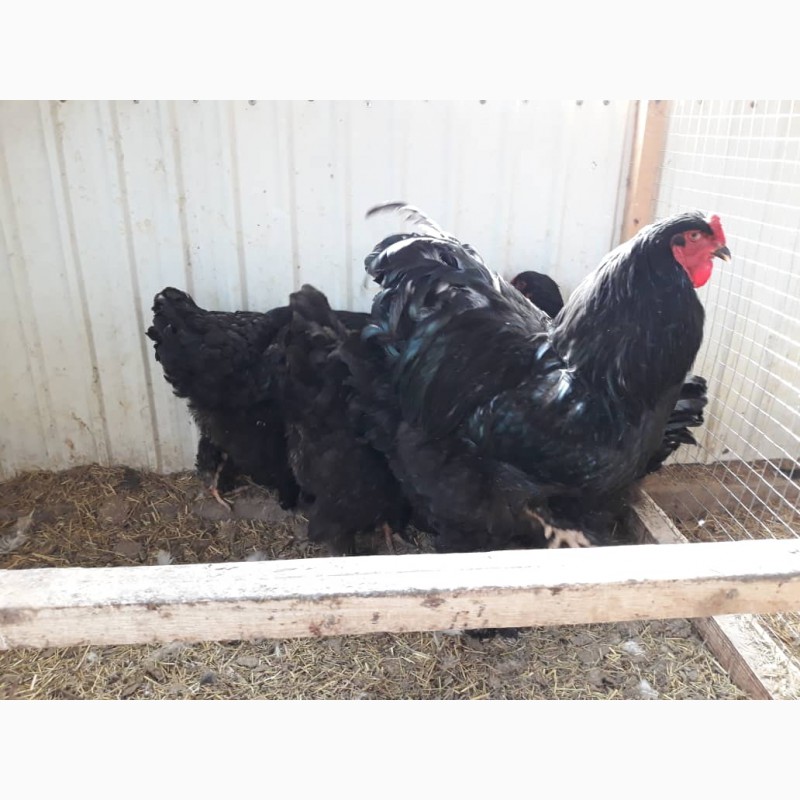 Фото 6. Продам цыплят брама, кохинхин, орпенгтон