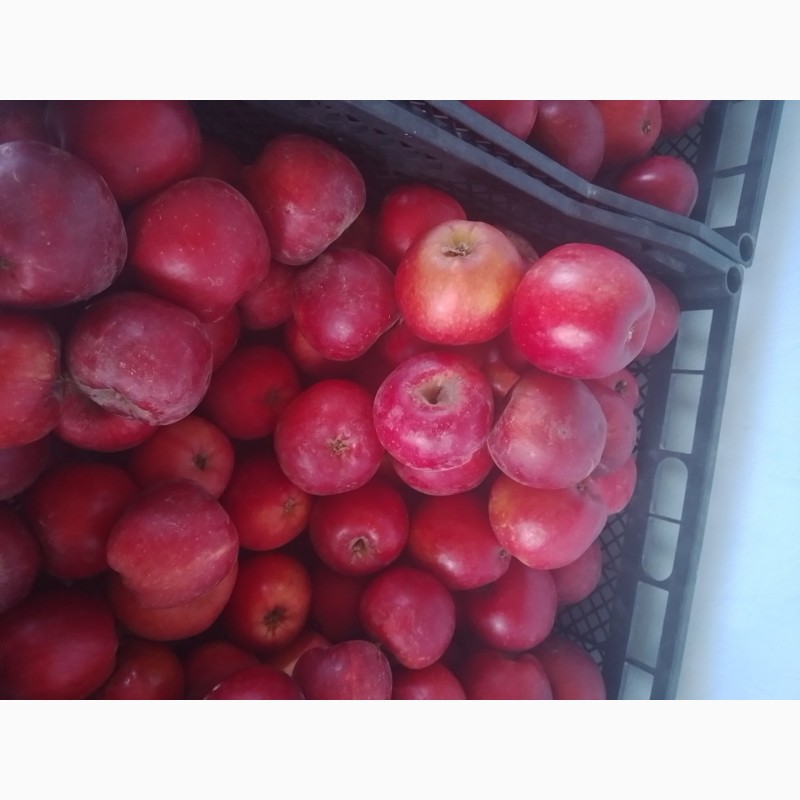 Фото 10. Продам яблоки из своего сада