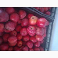 Продам яблоки из своего сада