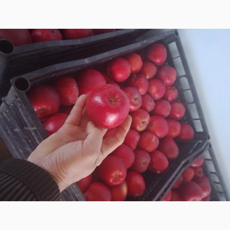 Фото 11. Продам яблоки из своего сада