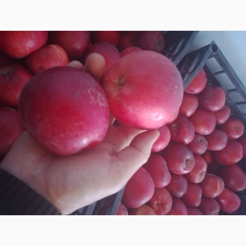 Фото 12. Продам яблоки из своего сада