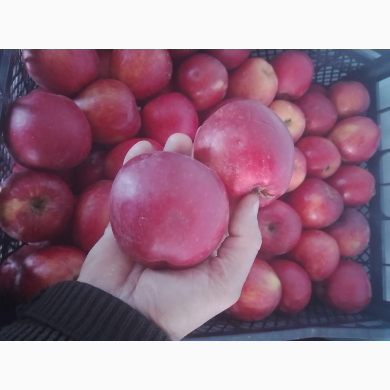 Фото 13. Продам яблоки из своего сада