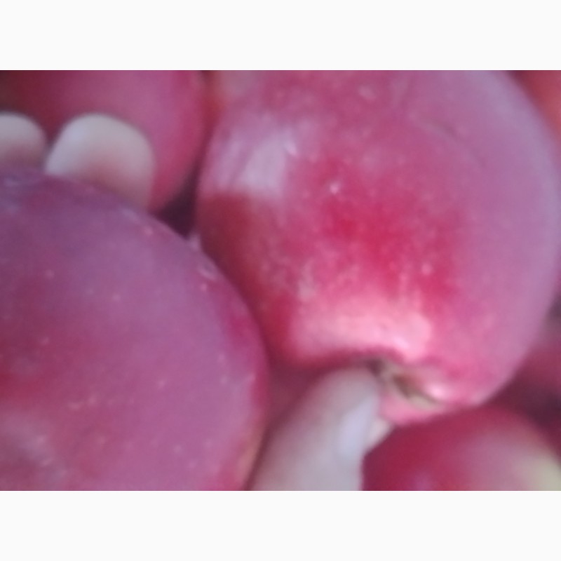 Фото 14. Продам яблоки из своего сада