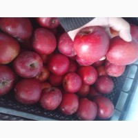 Продам яблоки из своего сада