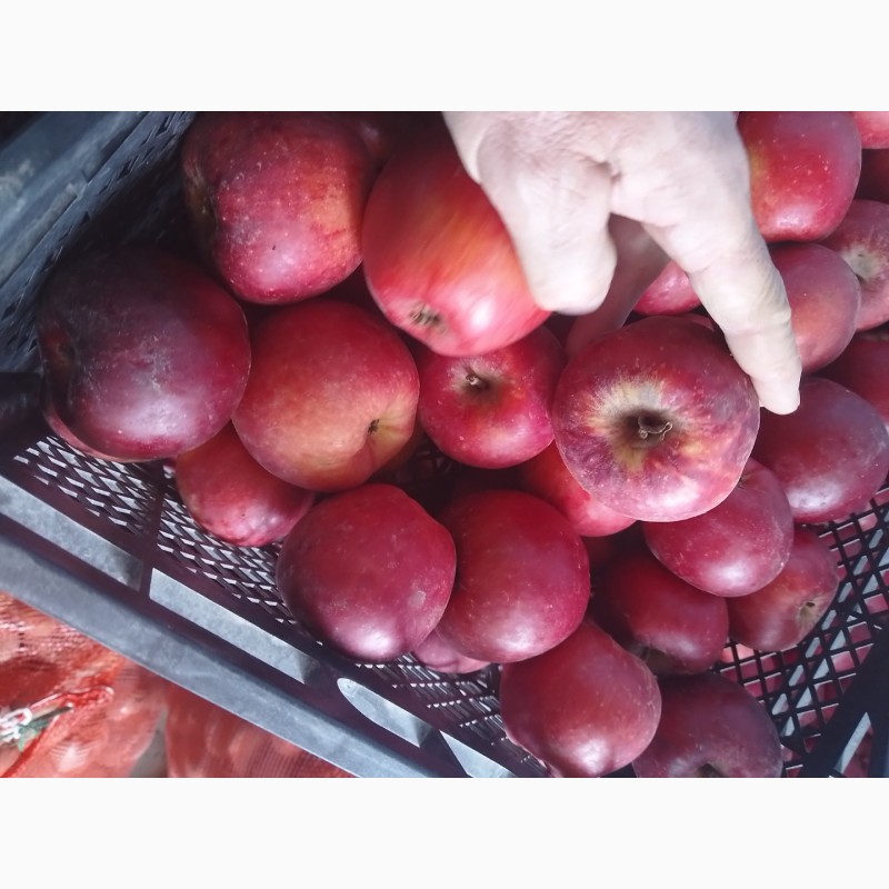 Фото 18. Продам яблоки из своего сада