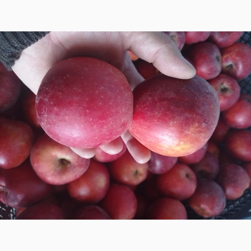 Фото 19. Продам яблоки из своего сада