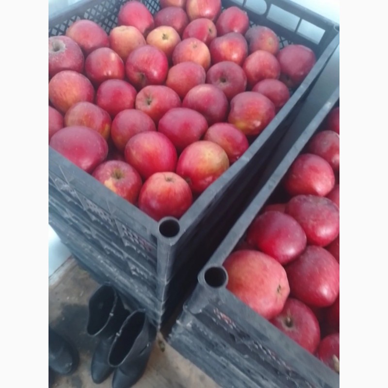 Фото 2. Продам яблоки из своего сада