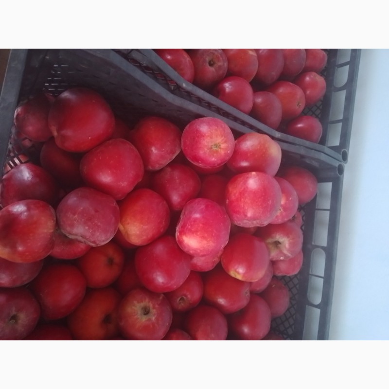 Фото 3. Продам яблоки из своего сада