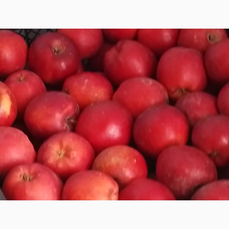 Фото 7. Продам яблоки из своего сада