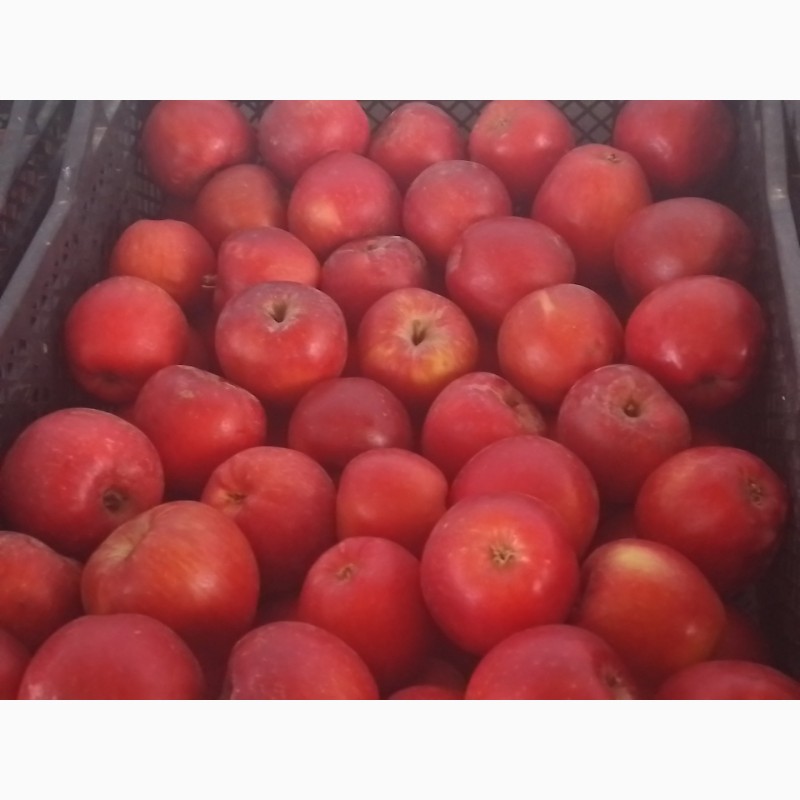 Фото 8. Продам яблоки из своего сада