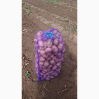 Продам арбузы и овощи от производителя