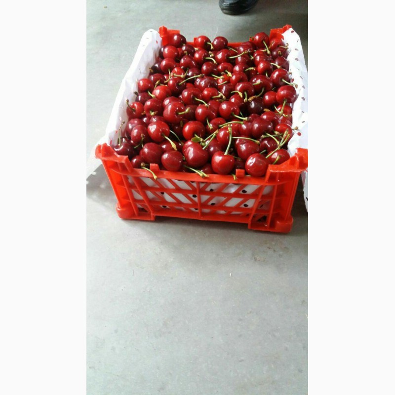 Фото 2. Продам клубнику, абрикосы и черешню из Узбекистана Урожай 2018