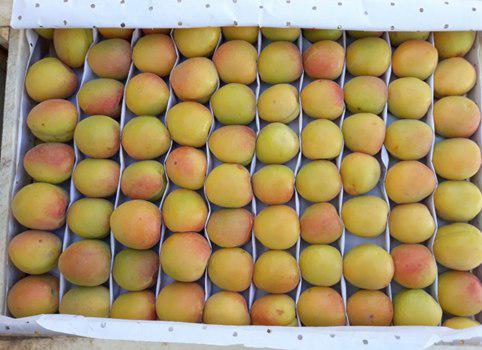 Фото 4. Продам клубнику, абрикосы и черешню из Узбекистана Урожай 2018