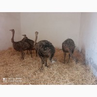 Продам страусы