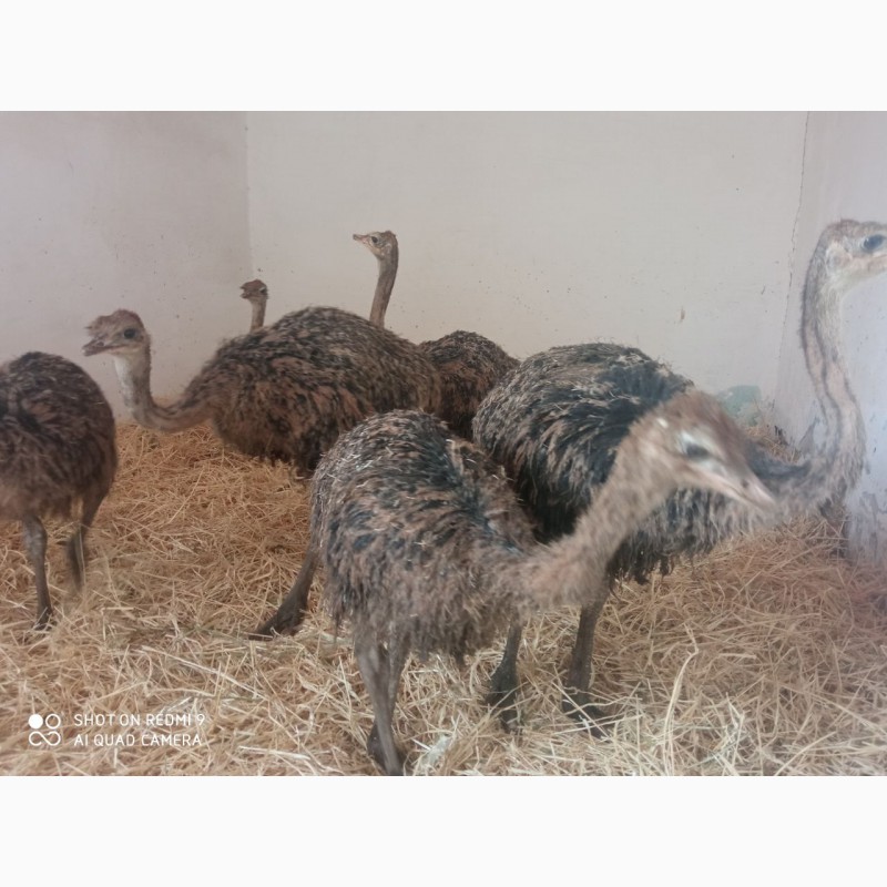 Фото 3. Продам страусы