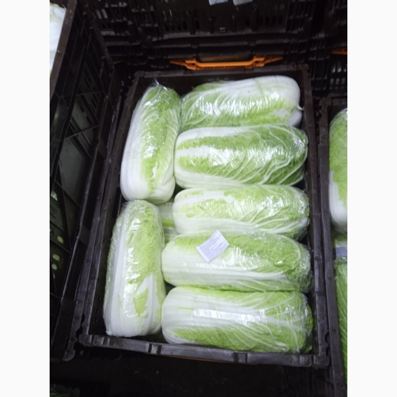 Фото 2. Продам пекинскую капусту от производителя с 20 тонн