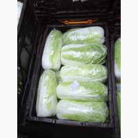 Продам пекинскую капусту от производителя
