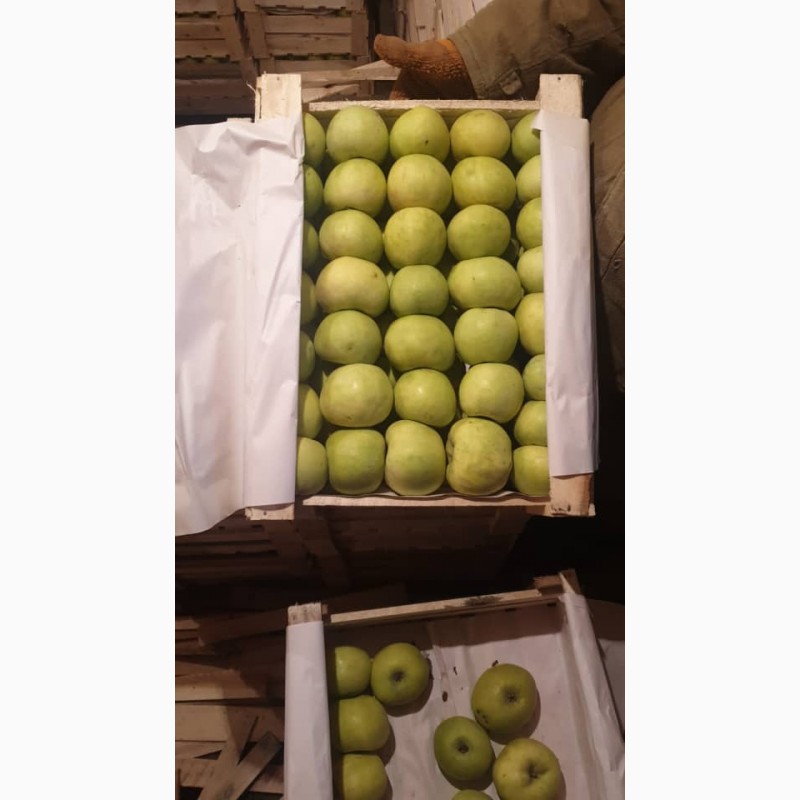 Фото 3. Продам яблоки от производителя с Киргизтана