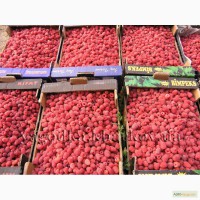 Прямой производитель малины из Кыргызстана ищет деловых партнеров