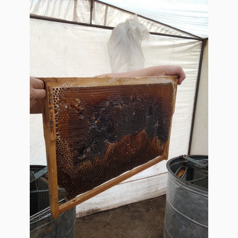 Фото 3. Горный чистый натуральный лекарственный мёд