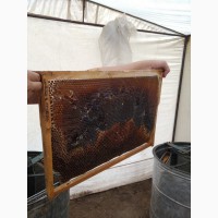 Горный чистый натуральный лекарственный мёд