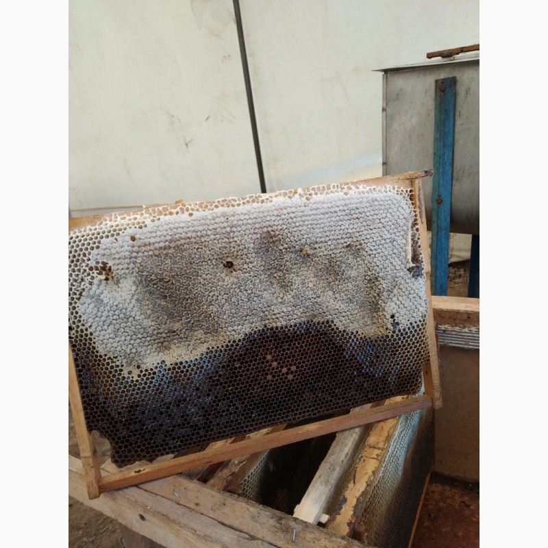 Фото 5. Горный чистый натуральный лекарственный мёд