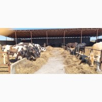 Продаю породистых молочных коров с фермерского хозяйства