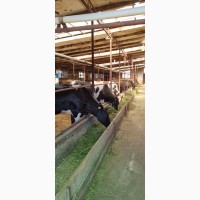 Продаю породистых молочных коров с фермерского хозяйства
