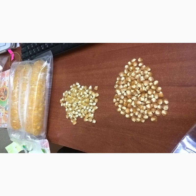 Фото 2. Семена кукурузы