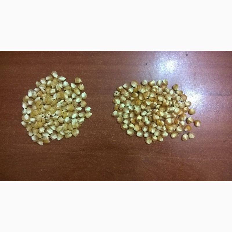 Фото 3. Семена кукурузы