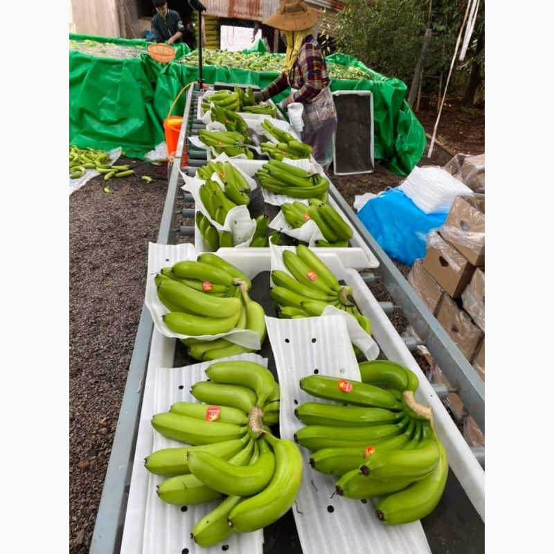 Фото 2. Продам бананы