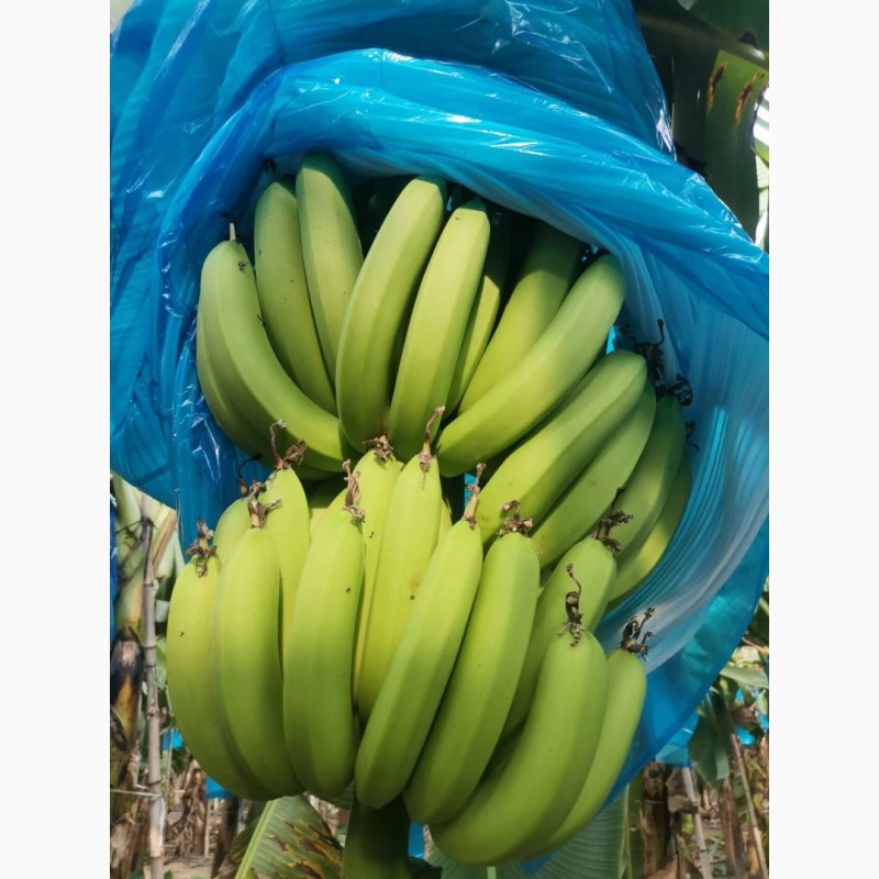 Фото 3. Продам бананы