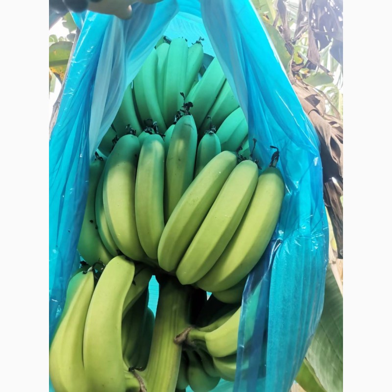 Фото 4. Продам бананы
