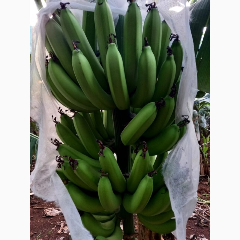 Фото 5. Продам бананы