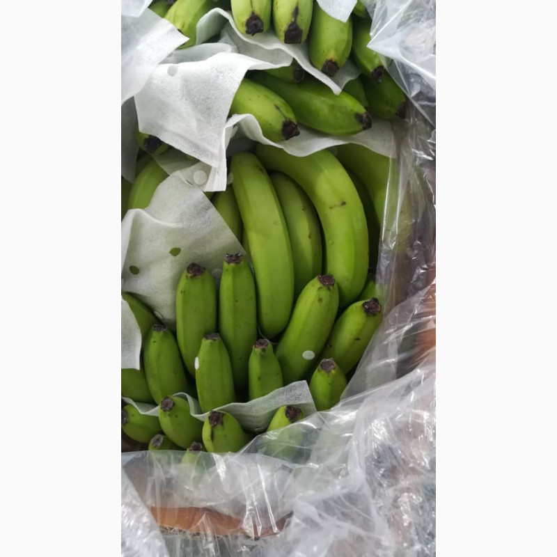Фото 2. Бананы для продажи