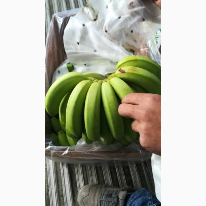 Фото 3. Бананы для продажи