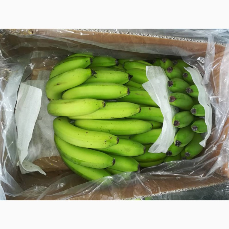 Фото 5. Бананы для продажи