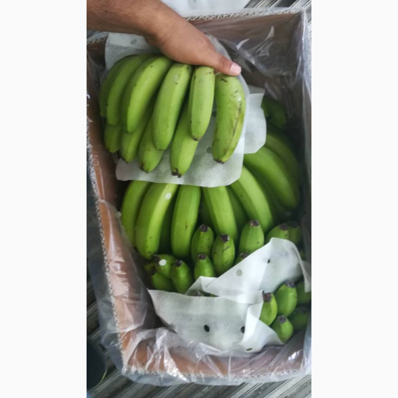 Фото 6. Бананы для продажи