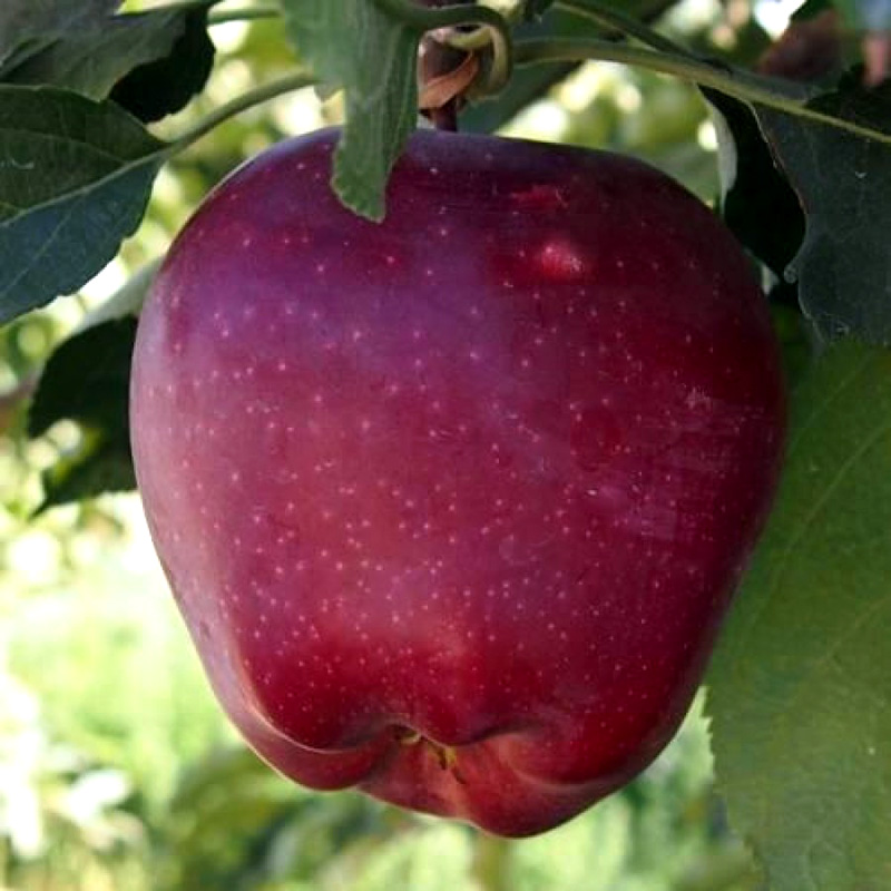 Фото 5. Продаём яблоки