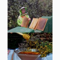 Горный мед с ущелья Ала-Арча и также пергу и прополис