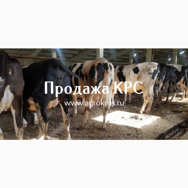 Фото 3. Продажа по России и странам СНГ, Молочные породы КРС