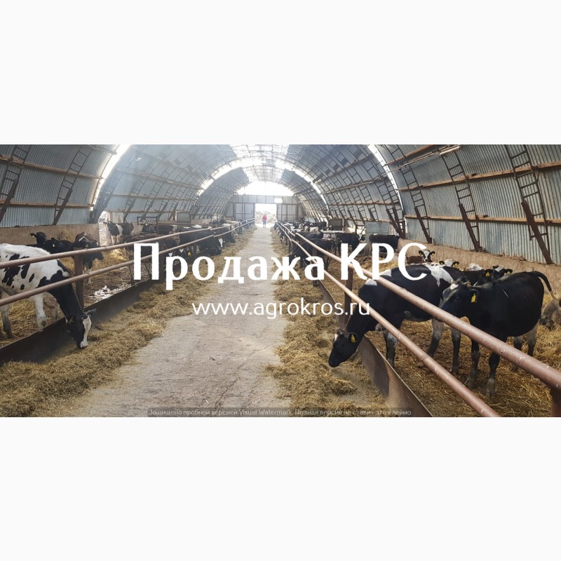 Фото 4. Продажа по России и странам СНГ, Молочные породы КРС