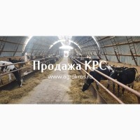 Продажа по России и странам СНГ, Молочные породы КРС